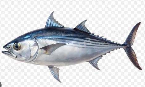 ATUN ENTERO BARILOTE X KG