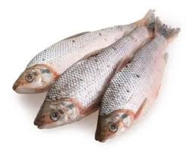 BOCACHICO FRESCO X KG PLANSUAREZ BANDEJA