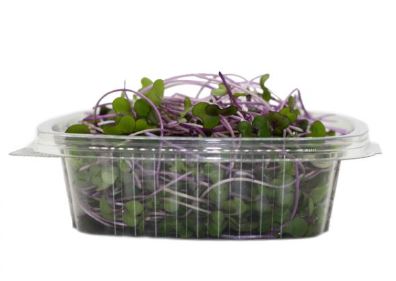 KALE MORADO MICROGREEN ARAUAK 25GRS