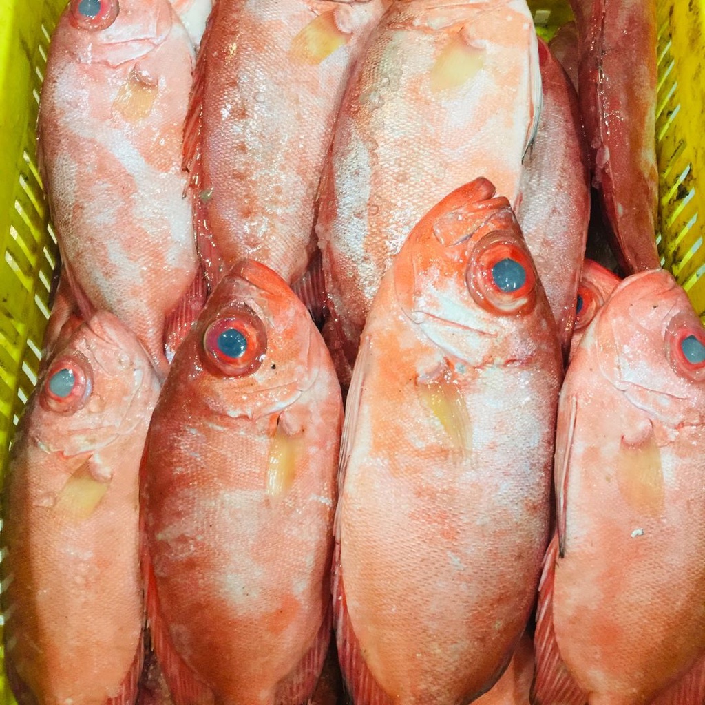 CATALANA FRESCA X KG PLANSUAREZ BANDEJA