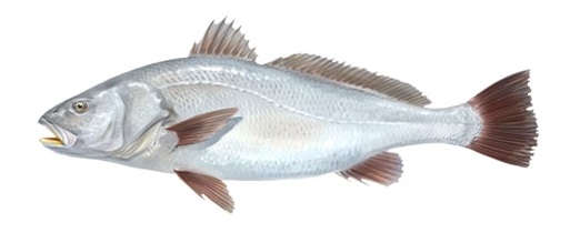 CURVINA ENTERA PEQUEÑA FRESCA X KG