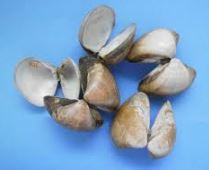 GUACUCO EN CONCHA X KG