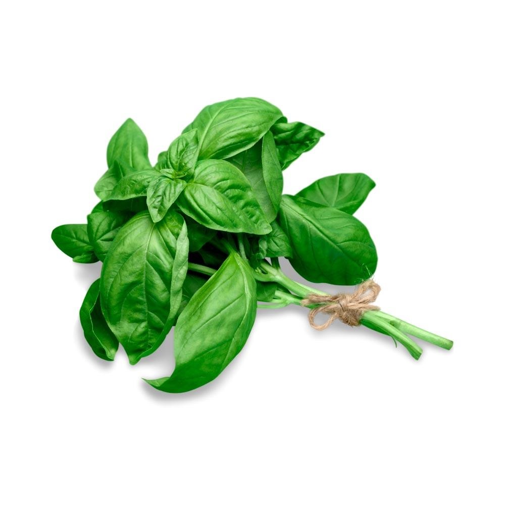 ALBAHACA X KG