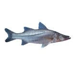 ROBALO ENTERO FRESCO X KG