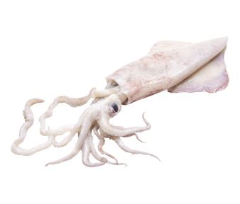CALAMARES FRESCO X KG
