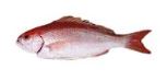 PARGO CUNARO X KG