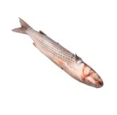 LEBRANCHE FRESCO X KG