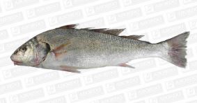 CURVINA ENTERA X KG