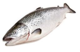 SALMON ENTERO X KG