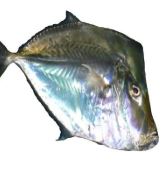 LAMPAROZA FRESCA X KG