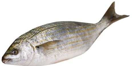 SALEMA FRESCA X KG