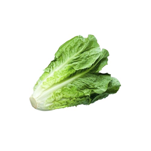 LECHUGA GENOVESA X KG