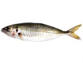 CHICHARRA FRESCA X KG