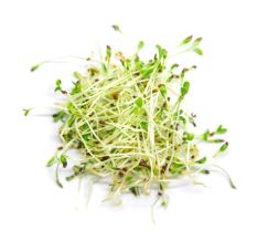 ALFALFA GERMINADA YANG TSE 125GR