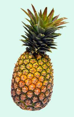 PIÑA TRUJILLANA X UND