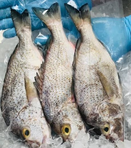 COROCORO X KG  AL VACIO